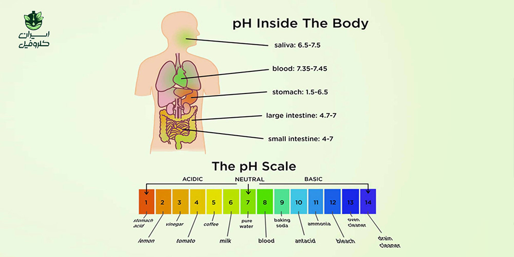 ایجاد تعادل pH مناسب در بدن با کلروفیل